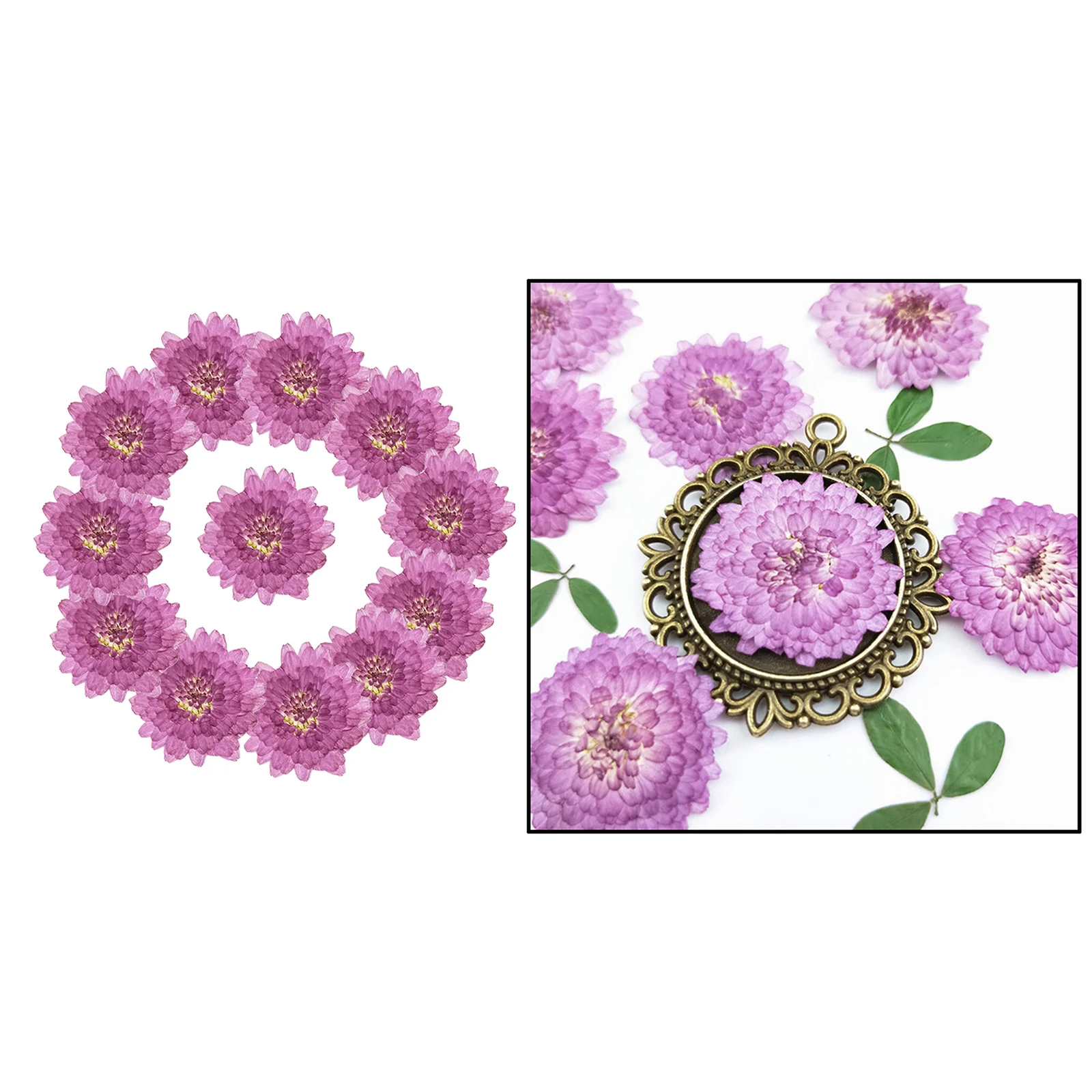 24шт Натурална Хризантема Пресовани Сушени Цветя за направи си САМ Сватбена Декор